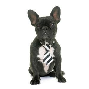 Meet your Posher, Andy